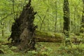 Old linden tree fallen down