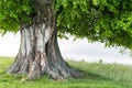 Old linden tree on summer meadow Royalty Free Stock Photo