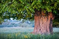 Old linden tree on summer meadow Royalty Free Stock Photo