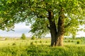 Old linden tree on summer meadow Royalty Free Stock Photo