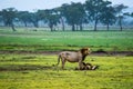 Old lion in front of a carcass of wildebeest in the savannah of