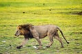 Old lion walking in the savannah of Amboseli Park