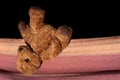 An old little brown plush bear lies next to a fabric hammock. The stuffed animal has obviously been forgotten and is lying upside