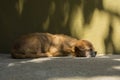 Old little dog sleeping Royalty Free Stock Photo