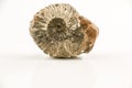 Old fossil snail and white background Royalty Free Stock Photo