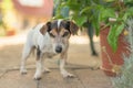 Cute old little Jack Russell Terrier dog is at home on the terrace. Doggy is 13 years old Royalty Free Stock Photo