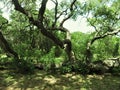 Live Oak, Dripping Springs, Texas