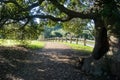 Old live oak tree stretching its branches over a walking trail