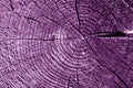 Old log cut macro in purple tone. Royalty Free Stock Photo