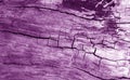 Old log cut macro in purple tone. Royalty Free Stock Photo