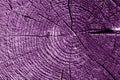 Old log cut macro in purple tone Royalty Free Stock Photo