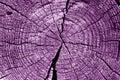Old log cut macro in purple tone. Royalty Free Stock Photo