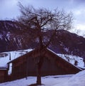 Old log huts for animal shelters in the Swiss village of Alvaneu, shot with analogue photography technique