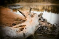 An old log lies on the bank of a drying forest river. Climate warming. Harm to the pristine nature