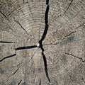 An old log of pine on the cut cracks Royalty Free Stock Photo