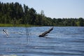 Old log sticking out of water Royalty Free Stock Photo