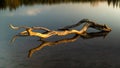 Old log washed up on the shore of a small lake at Earl Rowe Provincial Park