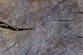 Old log - wooden section with an annual ring on a wooden cabin. Detail of cut logs where you can see a wooden structure. Close-up Royalty Free Stock Photo