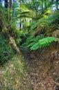 Old logging tramline in the Yarra Ranges, Victoria, Australia, now a footpath
