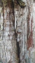 Old logs - rough, gray bark typical of Borneo