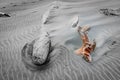 Old logs washed up on windswept beach Royalty Free Stock Photo