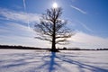 Old and lonely oak tree on snow field Royalty Free Stock Photo