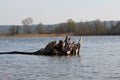 The old lonely snag lies in the river and the clouds are reflected in the water