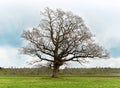 Old lonely tree Royalty Free Stock Photo