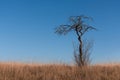 Old lonely tree on the background of blue sky and red grass Royalty Free Stock Photo