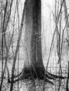 Old lonely tree in the middle of young trunks Royalty Free Stock Photo