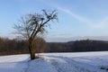 Old lonely tree by the road in winter Royalty Free Stock Photo