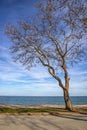 An old lonely tree at the seashore. Royalty Free Stock Photo