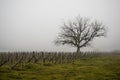 Old lonely tree in the vineyard in the fog. in Georgia Royalty Free Stock Photo