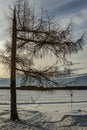 Old lonely tree on winter city pond Royalty Free Stock Photo