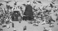 Old lonely woman feeding birds in the center of the big city. Feeding the pigeons. Elderly woman feeding pigeons on the Royalty Free Stock Photo