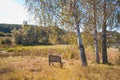 Old and lonely wooden bench in an autumn field facing birch trees and shallow overgrown lake, forest in background Royalty Free Stock Photo