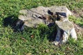 Old stump on green grass on a sunny day Royalty Free Stock Photo