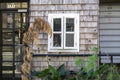 Old looking facade with a window and plants at the front. Reflection in the window