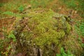 Old, loose stump, moss, fern leaves. forest. Travel to Ukraine.