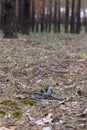 Old lost single shoe in the pine forest Royalty Free Stock Photo