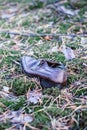 Old lost single shoe in the pine forest Royalty Free Stock Photo