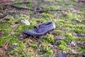 Old lost single shoe in the pine forest Royalty Free Stock Photo