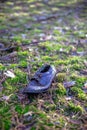 Old lost single shoe in the pine forest Royalty Free Stock Photo