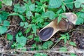 Old lost single shoe in the pine forest Royalty Free Stock Photo