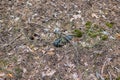 Old lost single shoe in the pine forest Royalty Free Stock Photo