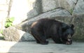 2012 Macao Endangered Animal Species Macau Asian Black Bear BoBo Boo Boo Jardim Da Flora Zoo Garden Nature Park Outdoor Facility Royalty Free Stock Photo