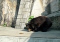 2012 Macao Endangered Animal Species Macau Asian Black Bear BoBo Boo Boo Jardim Da Flora Zoo Garden Nature Park Outdoor Facility Royalty Free Stock Photo