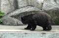 2012 Old Macao Endangered Animal Species Macau Asian Black Bear Bobo Jardim Da Flora Zoo Garden Nature Park Outdoor Facility Royalty Free Stock Photo