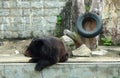 2012 Old Macao Endangered Animal Species Macau Asian Black Bear Bobo Jardim Da Flora Zoo Garden Nature Park Outdoor Facility Royalty Free Stock Photo