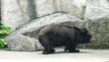 2012 Old Macao Endangered Animal Species Macau Asian Black Bear Bobo Jardim Da Flora Zoo Garden Nature Park Outdoor Facility Royalty Free Stock Photo